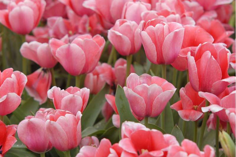 Tulipan 'Design Impression'